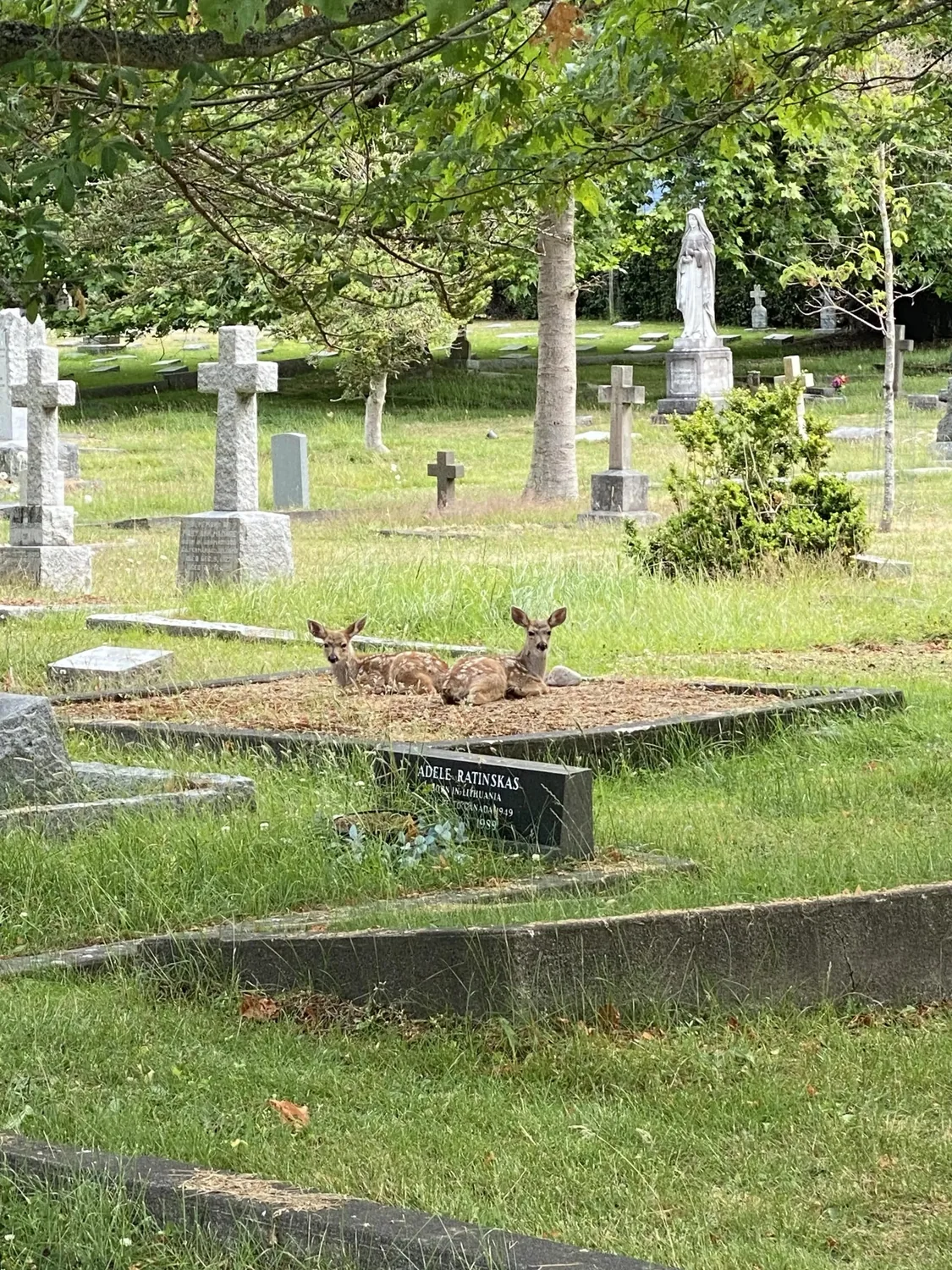 Two young deer resting beneath trees in a cemetery