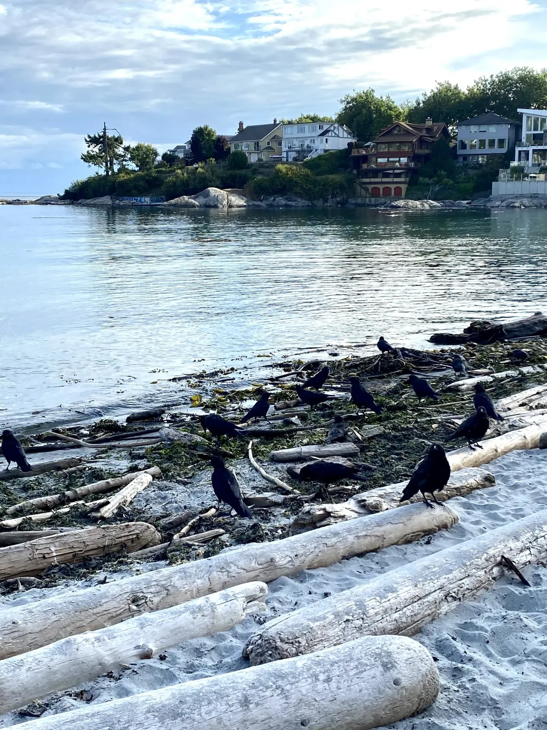 Coastal neighbourhood with birds along a driftwood beach